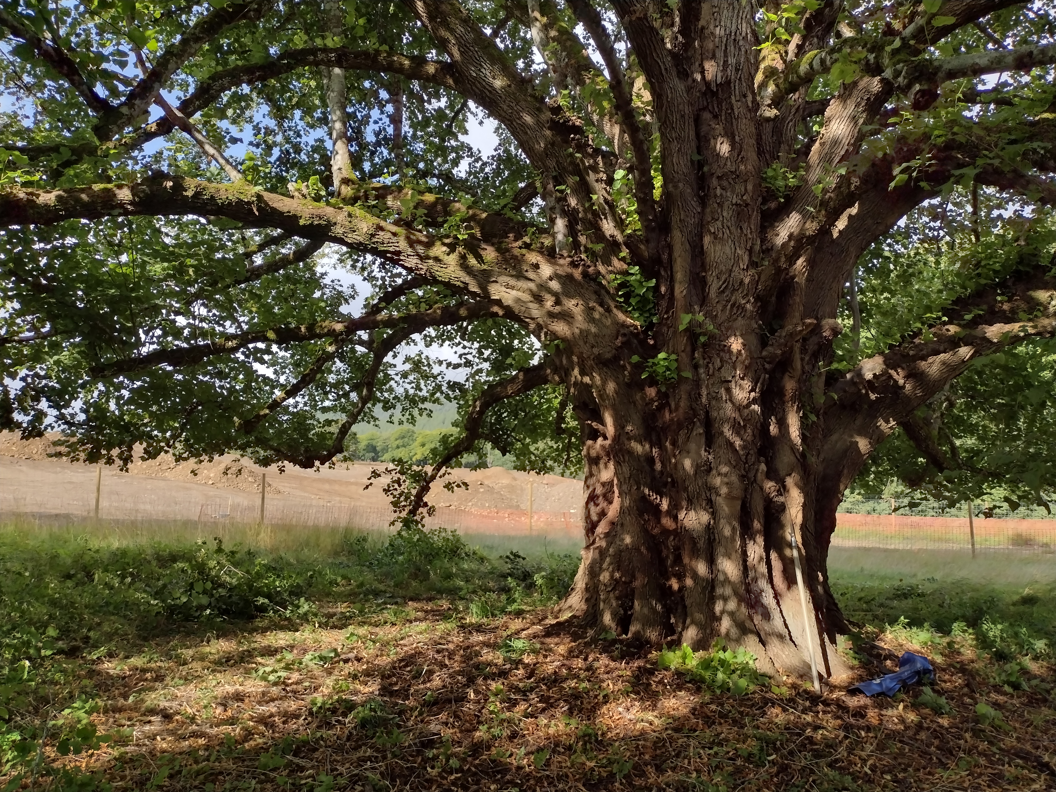 Conservation & TPO services by TM Trees