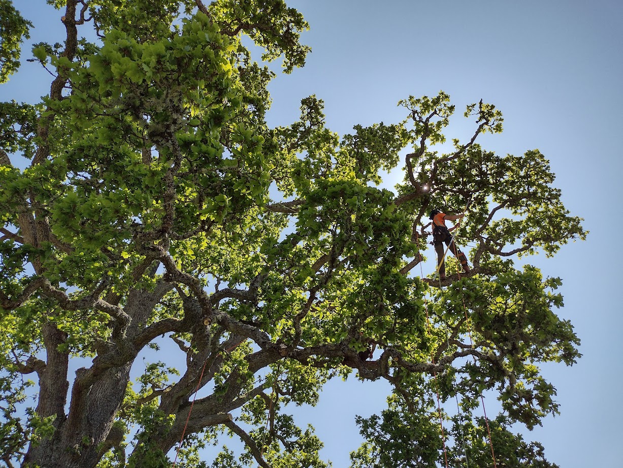 Hedge Cutting services by TM Trees