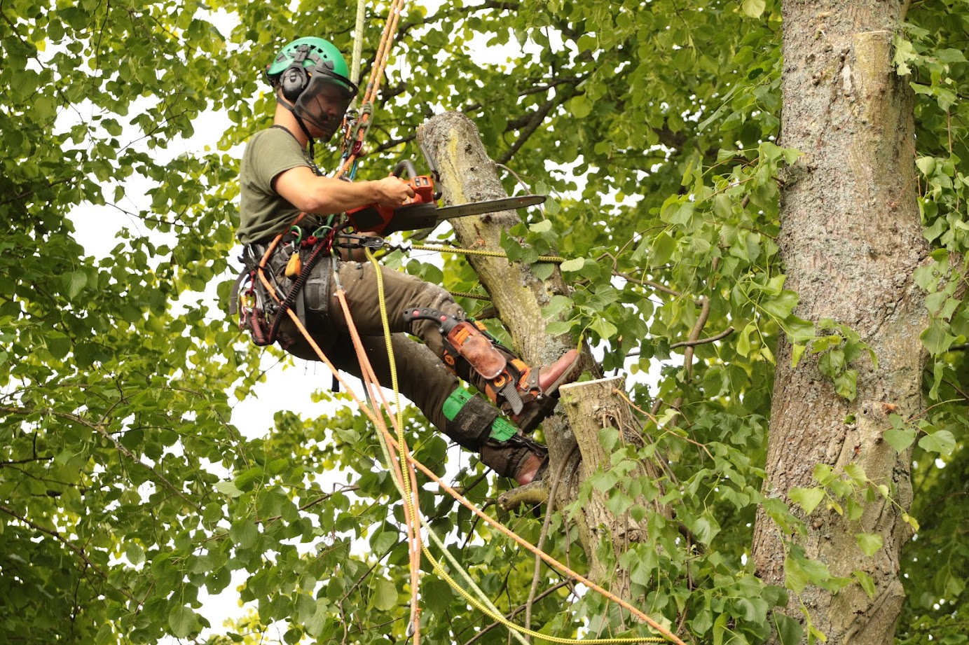 Tree Removal services by TM Trees