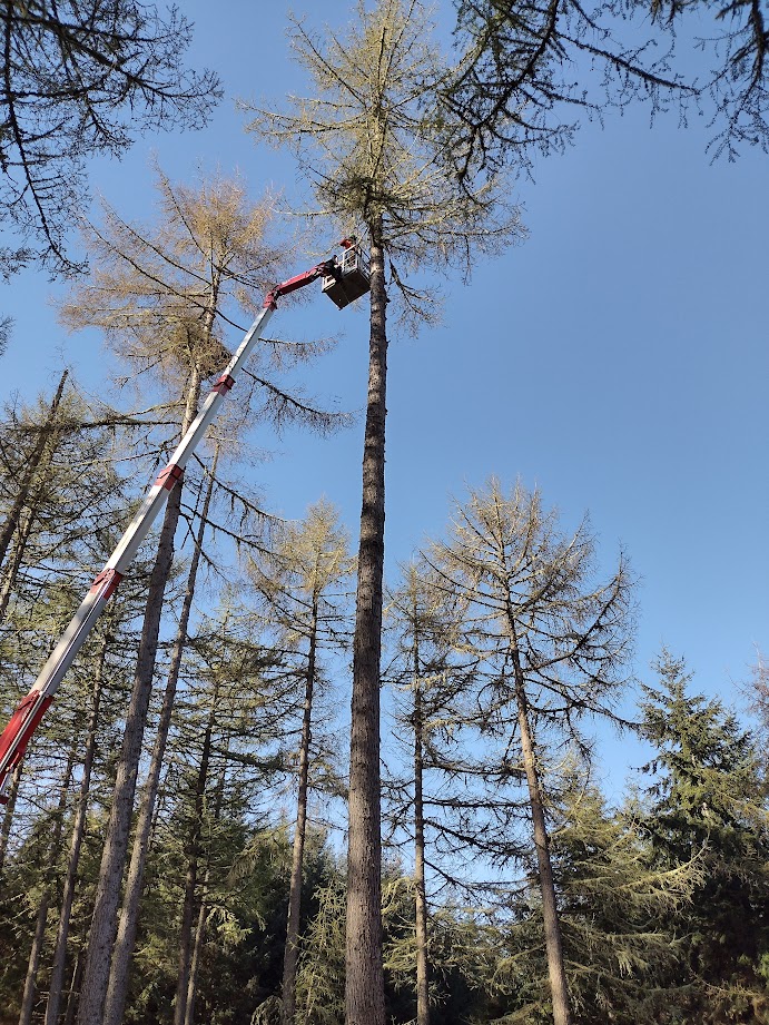 Hedge Cutting services by TM Trees