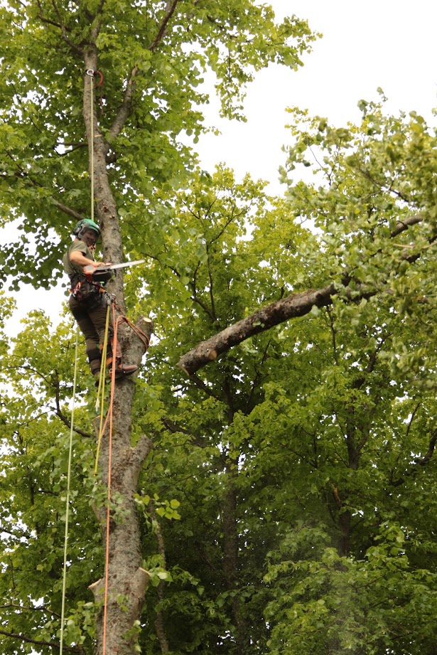 Emergency Tree Work services by TM Trees