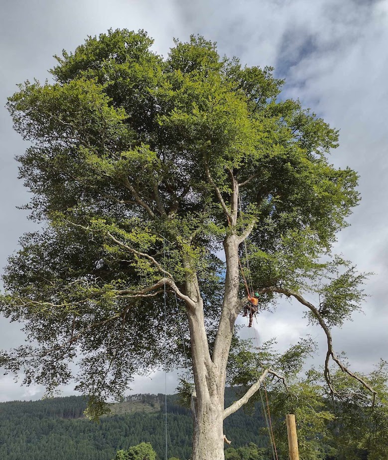 Commercial tree services