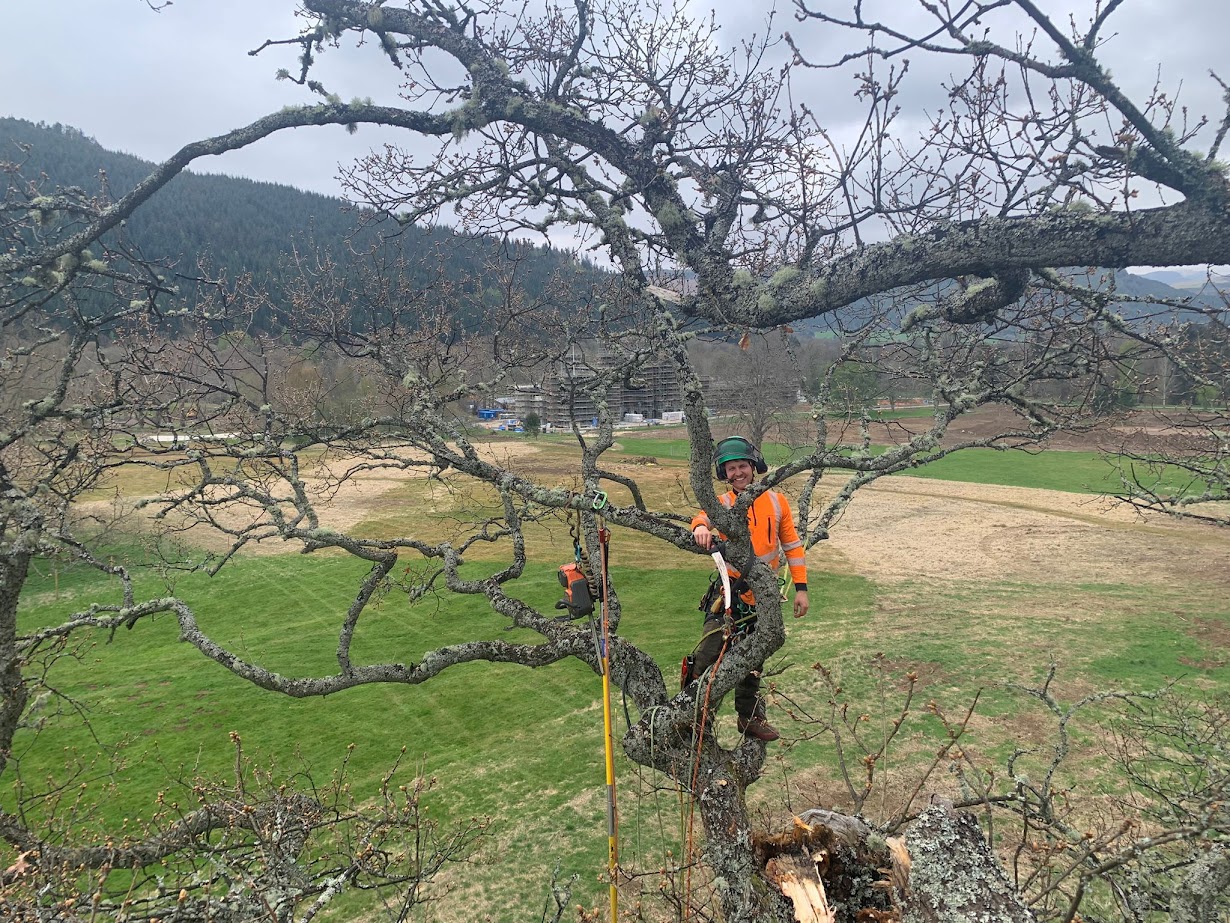 Environmental tree care