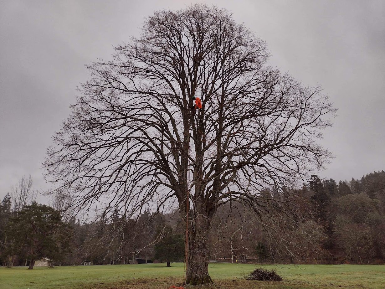 Professional tree surgery