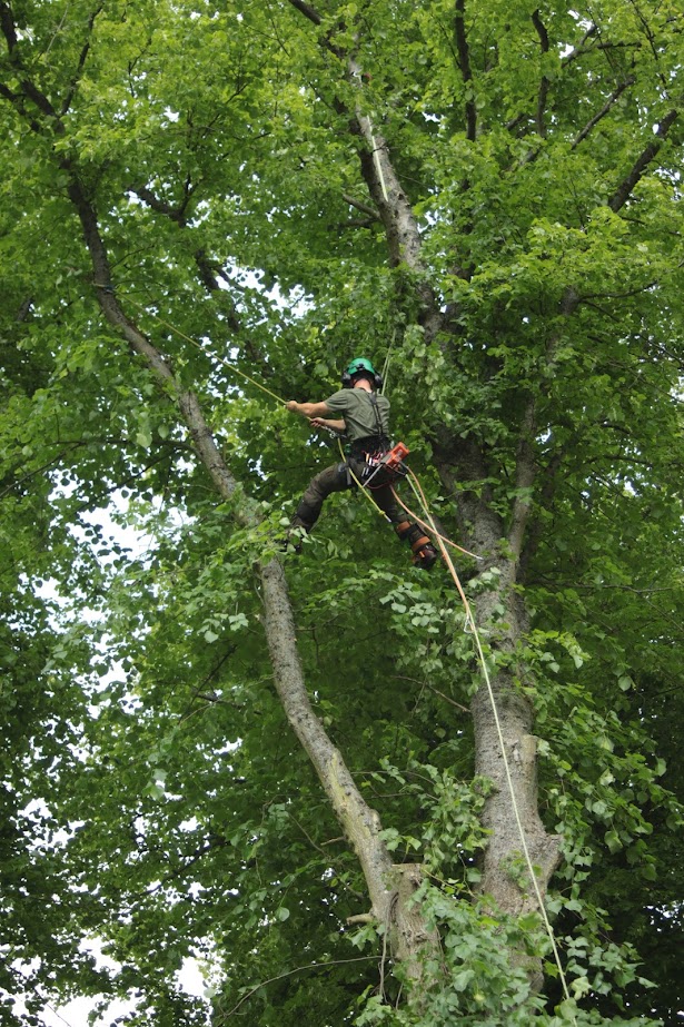 Stump Removal services by TM Trees