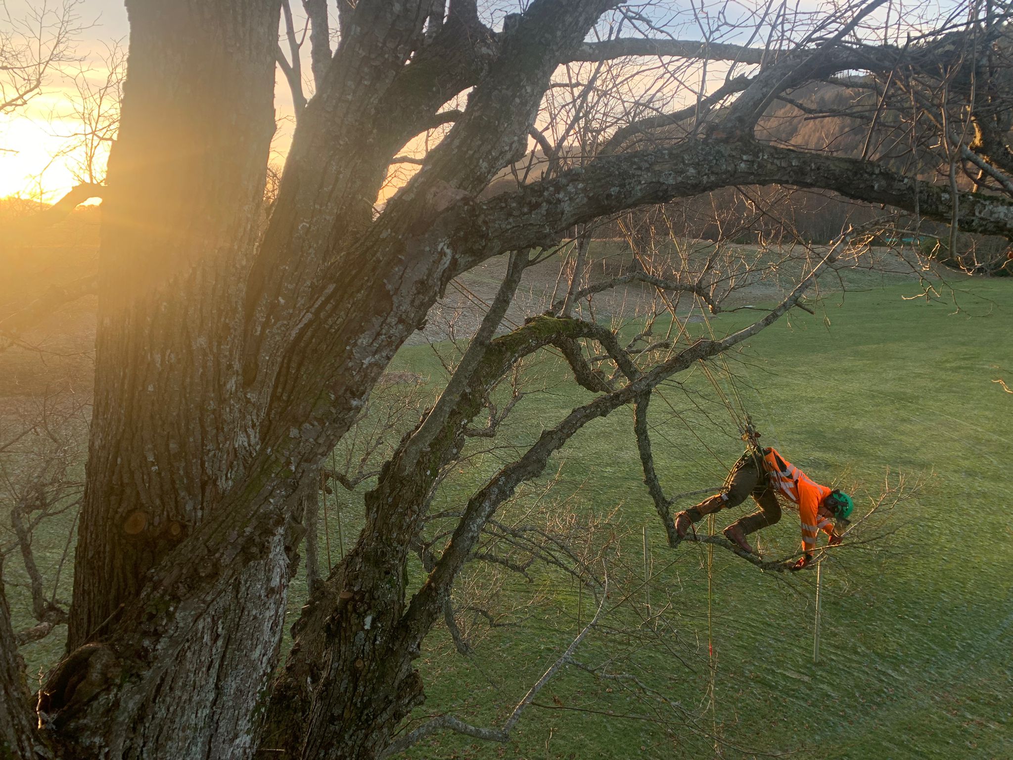 Tree Pruning services by TM Trees